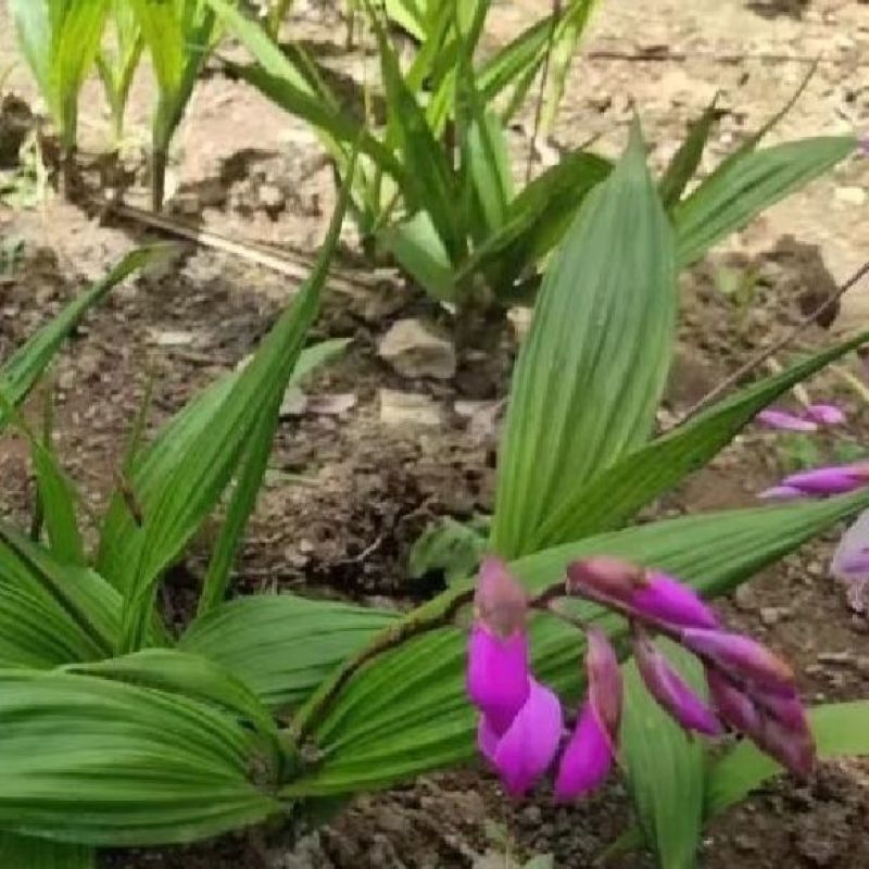 云南紫花三叉白芨种子大白芨种子宽叶白芨果夹提供技术