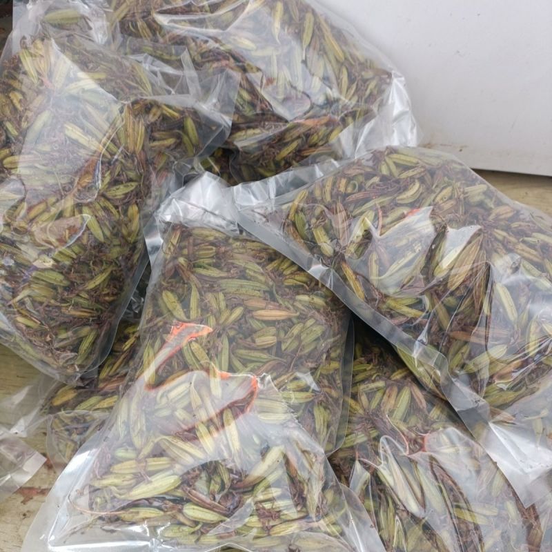 云南紫花三叉白芨种子大白芨种子宽叶白芨果夹提供技术