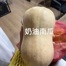 奶油南瓜