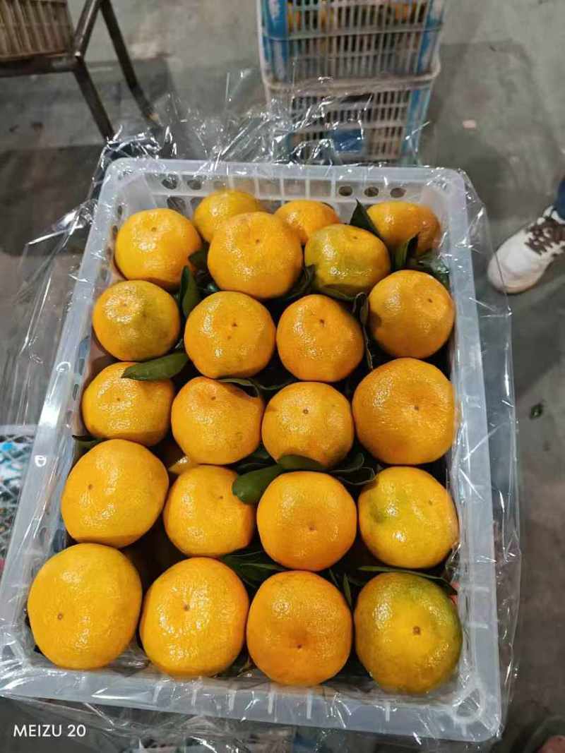 湖北精品蜜橘大量上市品质保证量大从优一手货源