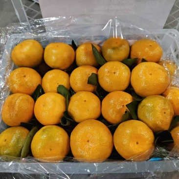 湖北精品蜜橘大量上市品质保证量大从优一手货源