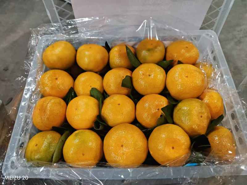 湖北精品蜜橘大量上市品质保证量大从优一手货源