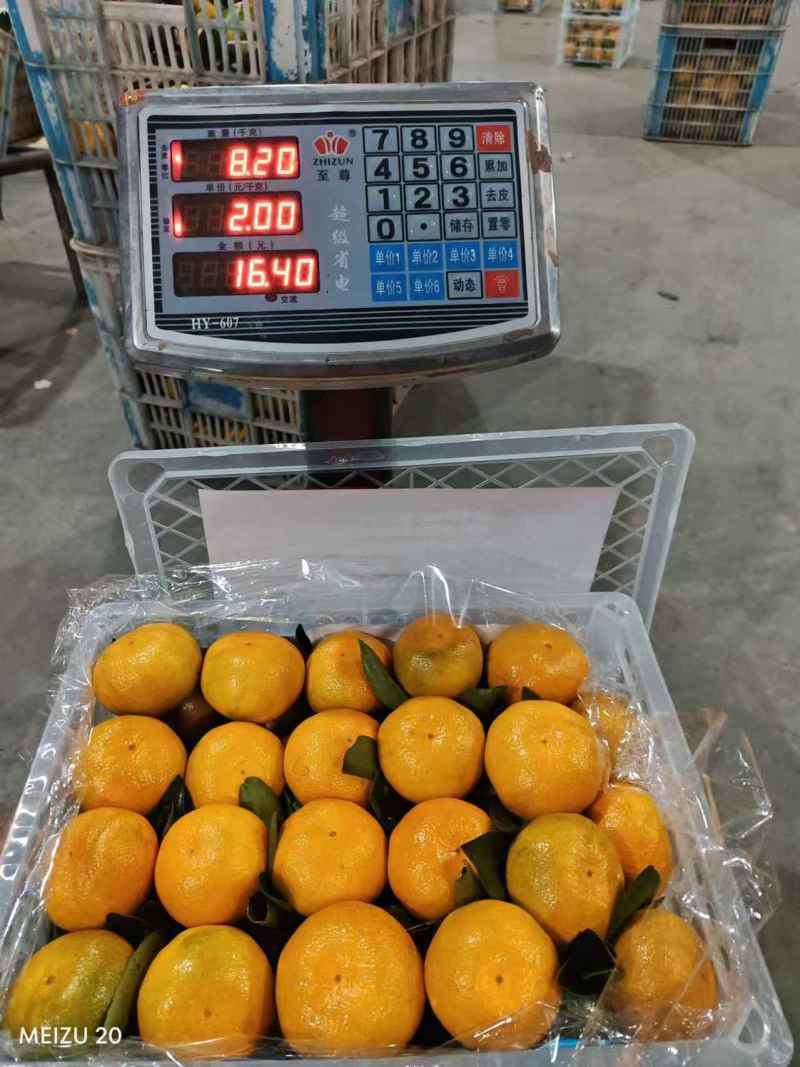 湖北精品蜜橘大量上市品质保证量大从优一手货源