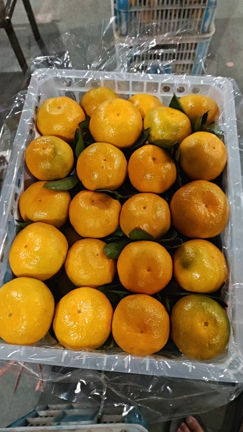 湖北精品蜜橘大量上市品质保证量大从优一手货源