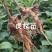 虎杖苗酸汤杆苗虎杖肉根带泥发货恩施