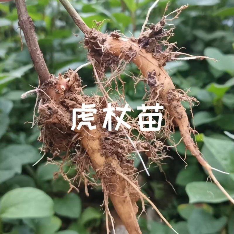 虎杖苗酸汤杆苗虎杖肉根带泥发货恩施