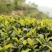 信阳毛尖绿茶