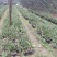 种植野生兰花，芳兰幽香，心神愉悦/大量有货/对接全国