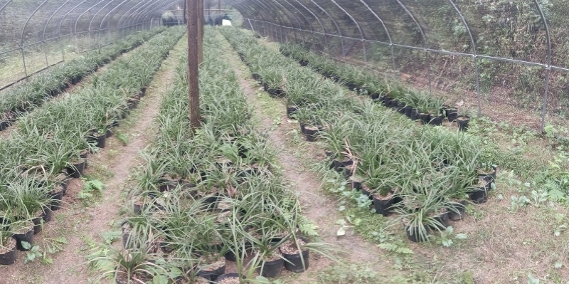 种植野生兰花，芳兰幽香，心神愉悦/大量有货/对接全国