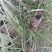种植野生兰花，芳兰幽香，心神愉悦/大量有货/对接全国
