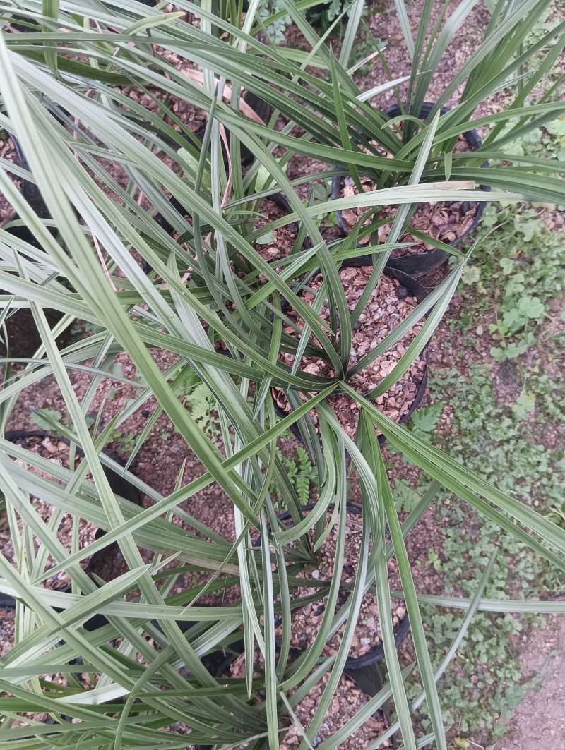 种植野生兰花，芳兰幽香，心神愉悦/大量有货/对接全国