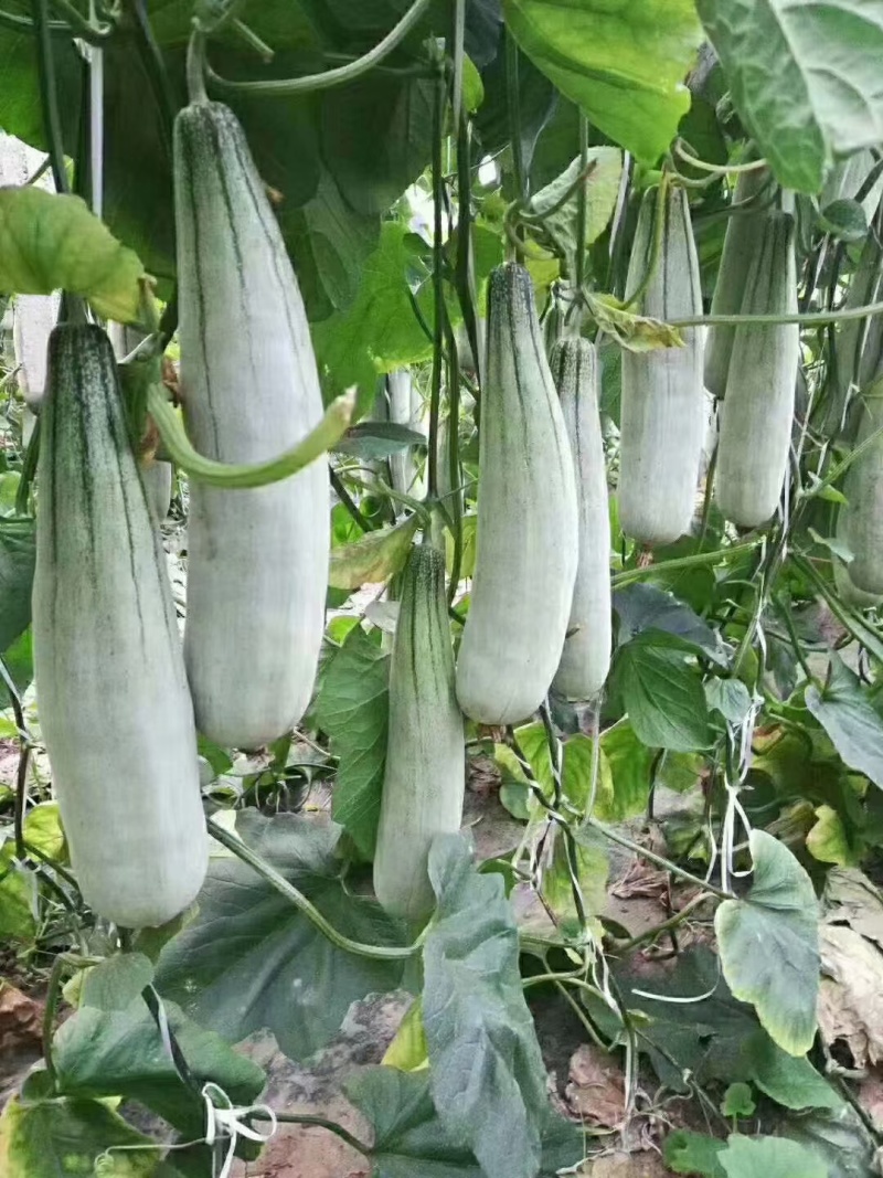 大荔县博阳9大量上市万亩产地一手货源一次合作永久朋友