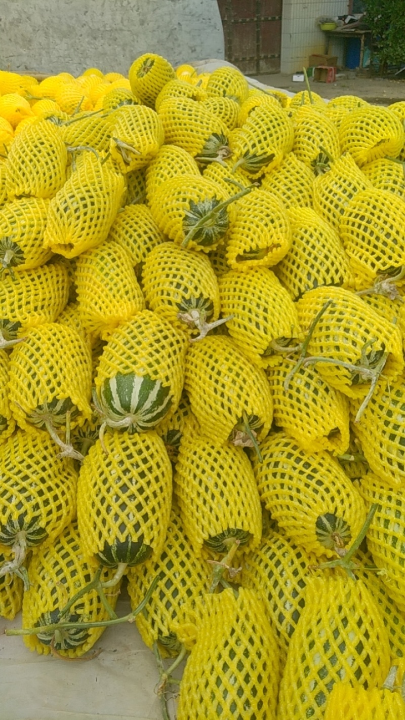 大荔县博阳9大量上市万亩产地一手货源一次合作永久朋友