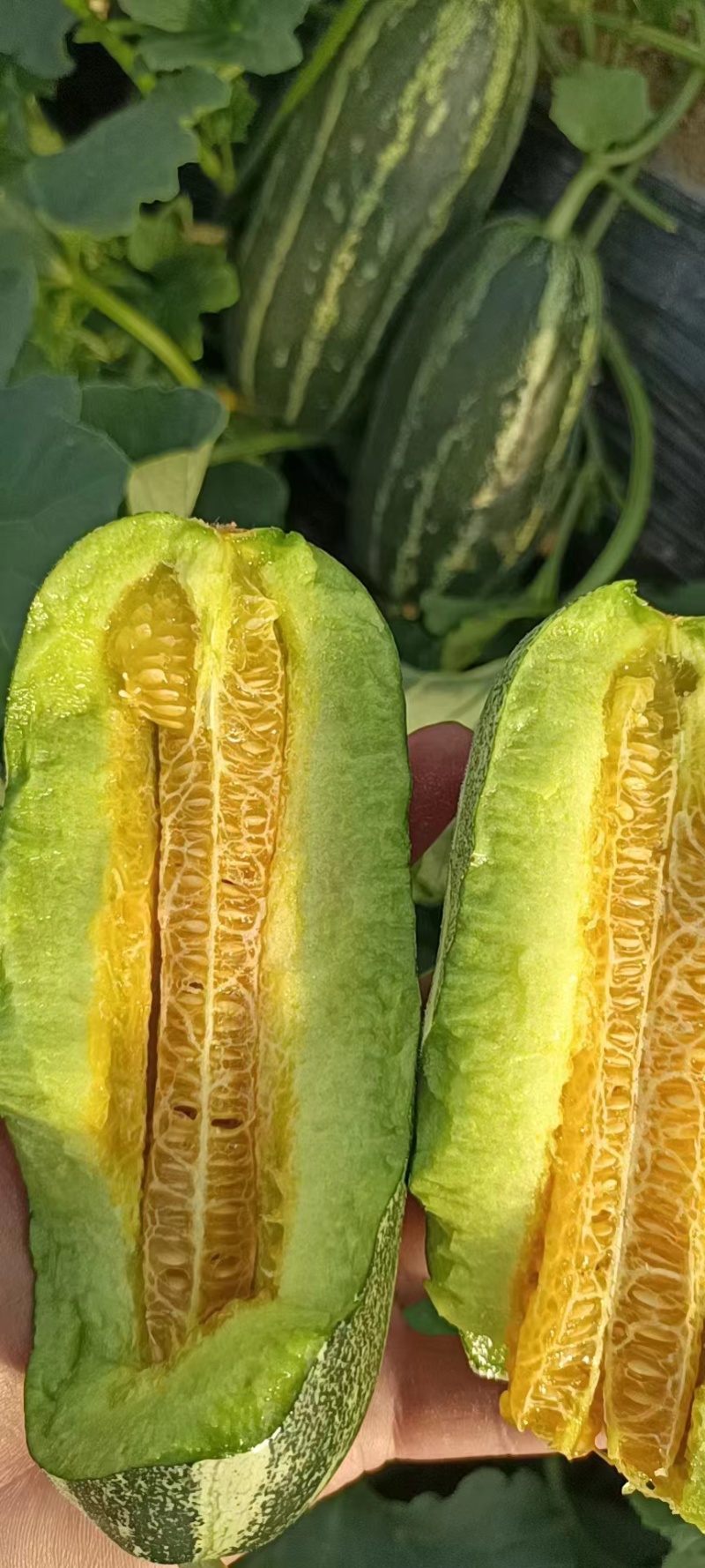 大荔县博阳9大量上市万亩产地一手货源一次合作永久朋友