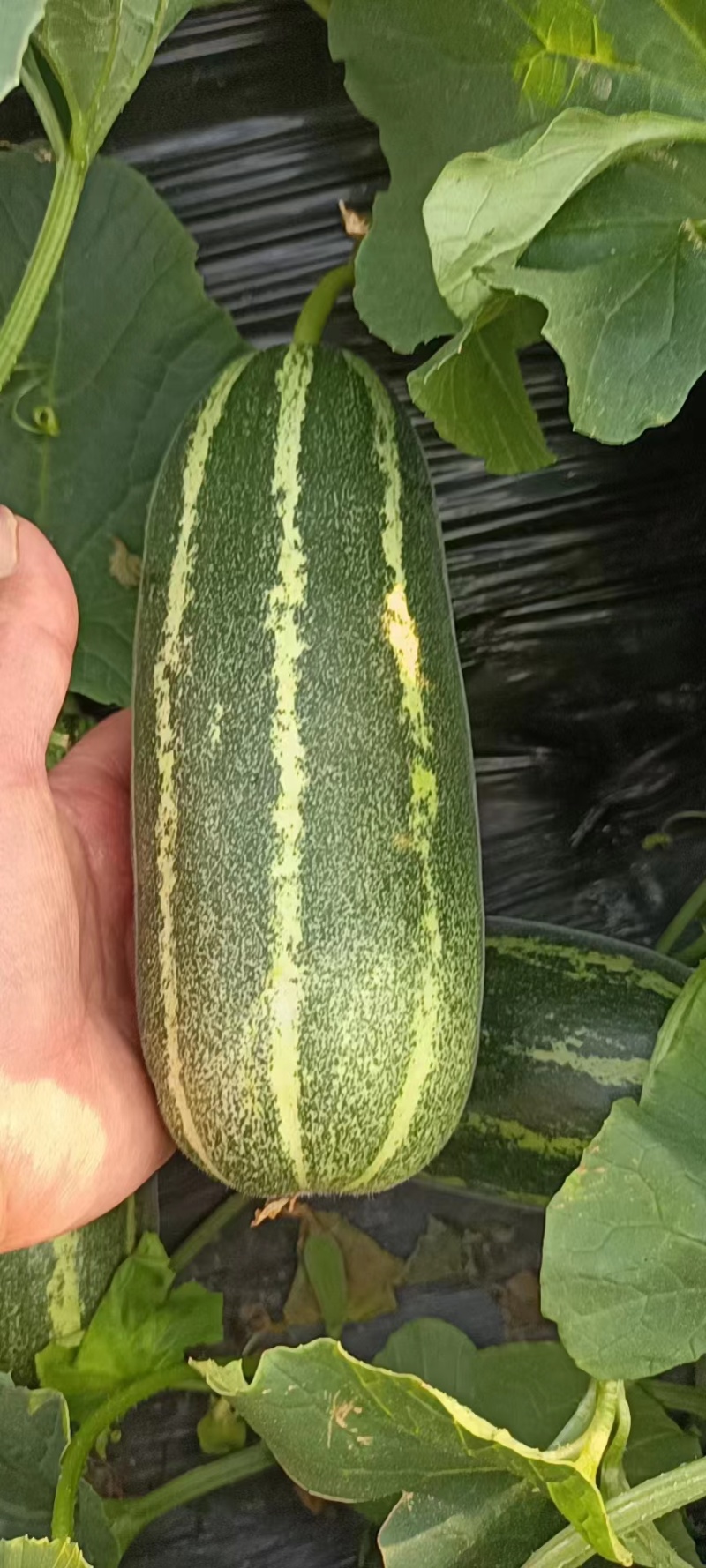 大荔县博阳9大量上市万亩产地一手货源一次合作永久朋友