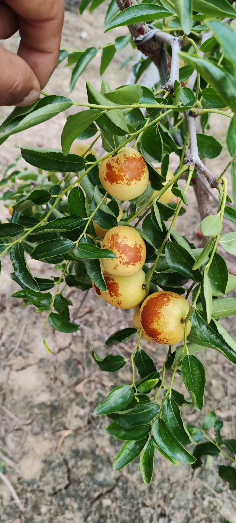 大荔县冬枣大量上市万亩产地大量上市有需要联系质量三保一次