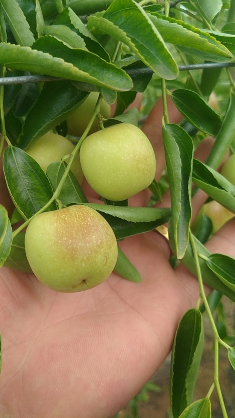 大荔县冬枣大量上市万亩产地大量上市有需要联系质量三保一次