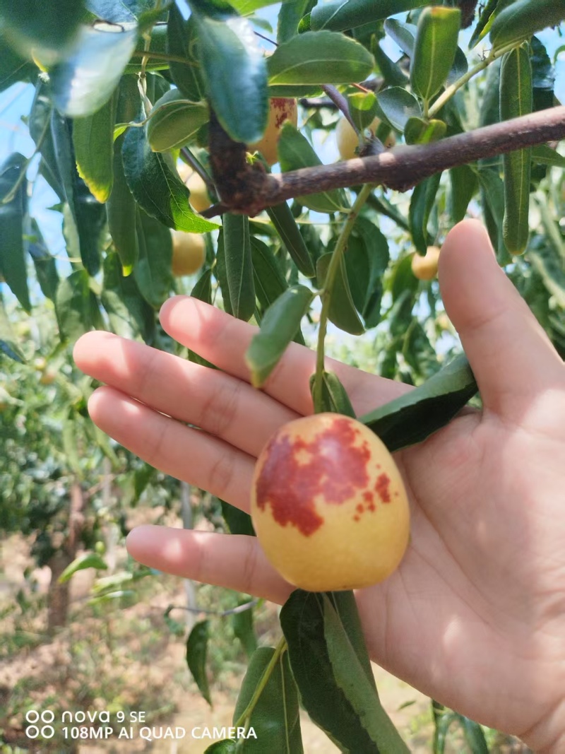 大荔县冬枣大量上市万亩产地大量上市有需要联系质量三保一次