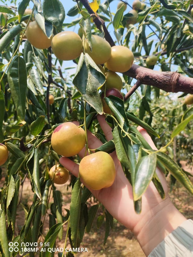 大荔县冬枣大量上市万亩产地大量上市有需要联系质量三保一次