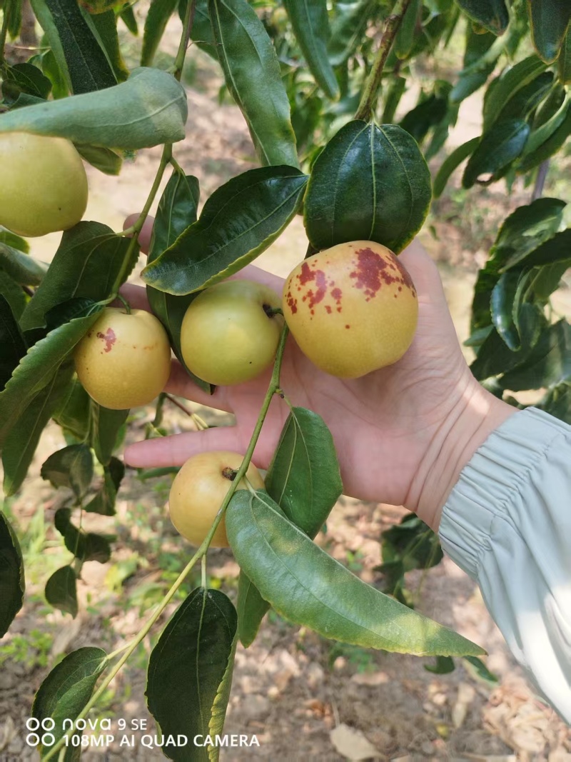 大荔县冬枣大量上市万亩产地大量上市有需要联系质量三保一次