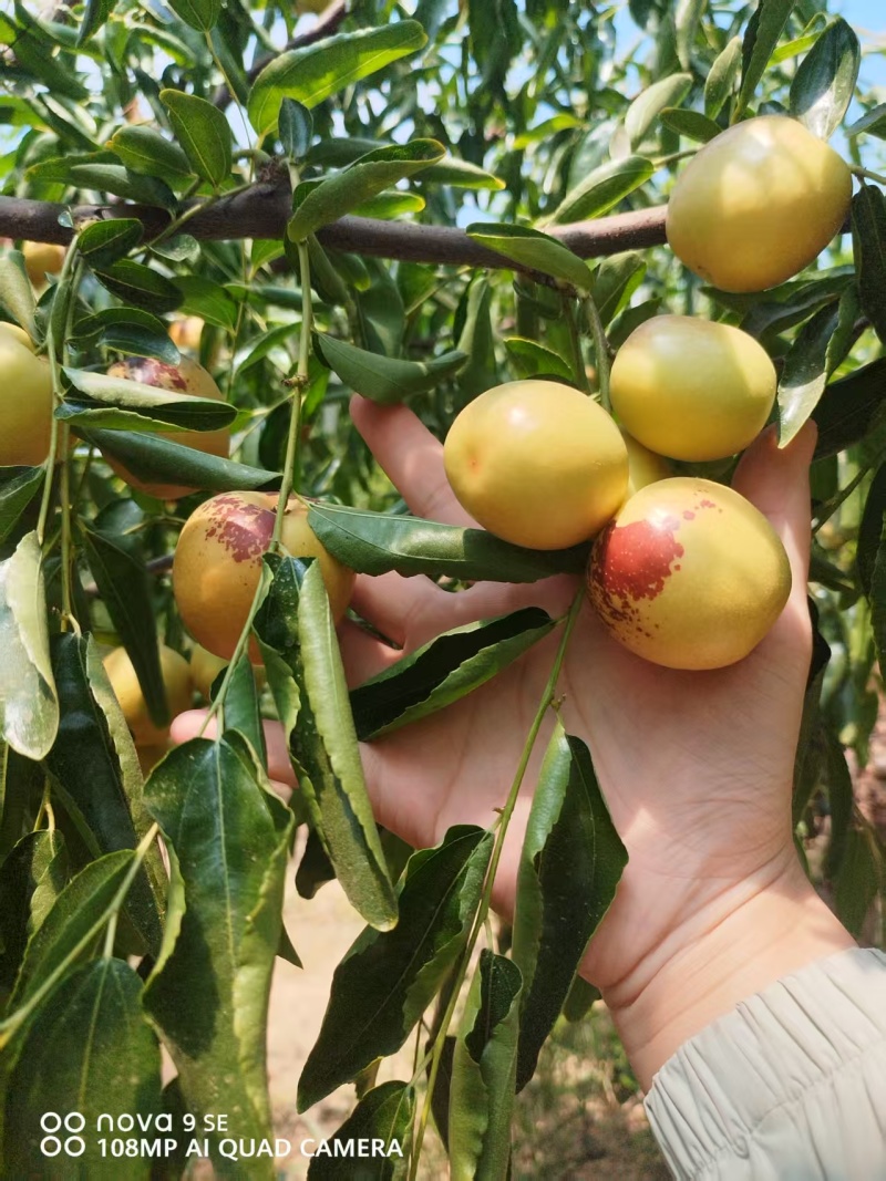 大荔县冬枣大量上市万亩产地大量上市有需要联系质量三保一次