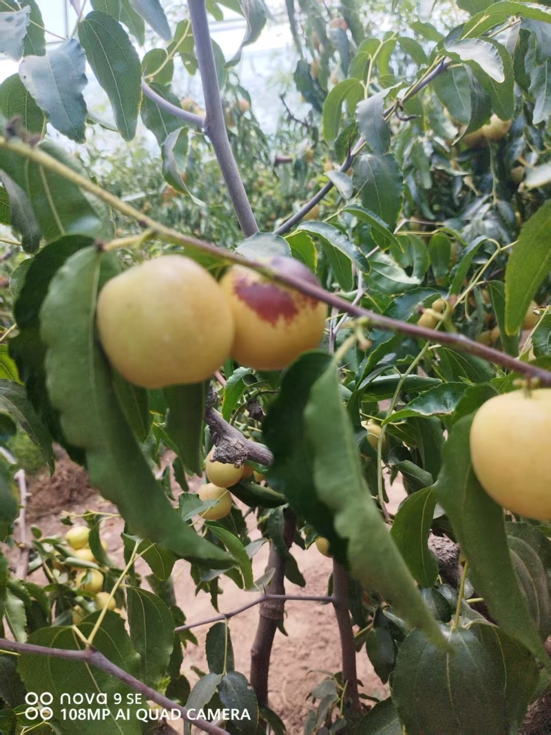 大荔县冬枣大量上市万亩产地大量上市有需要联系质量三保一次