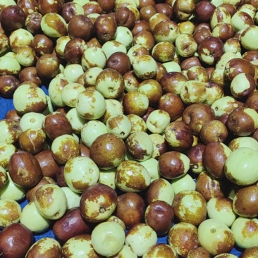 梨枣