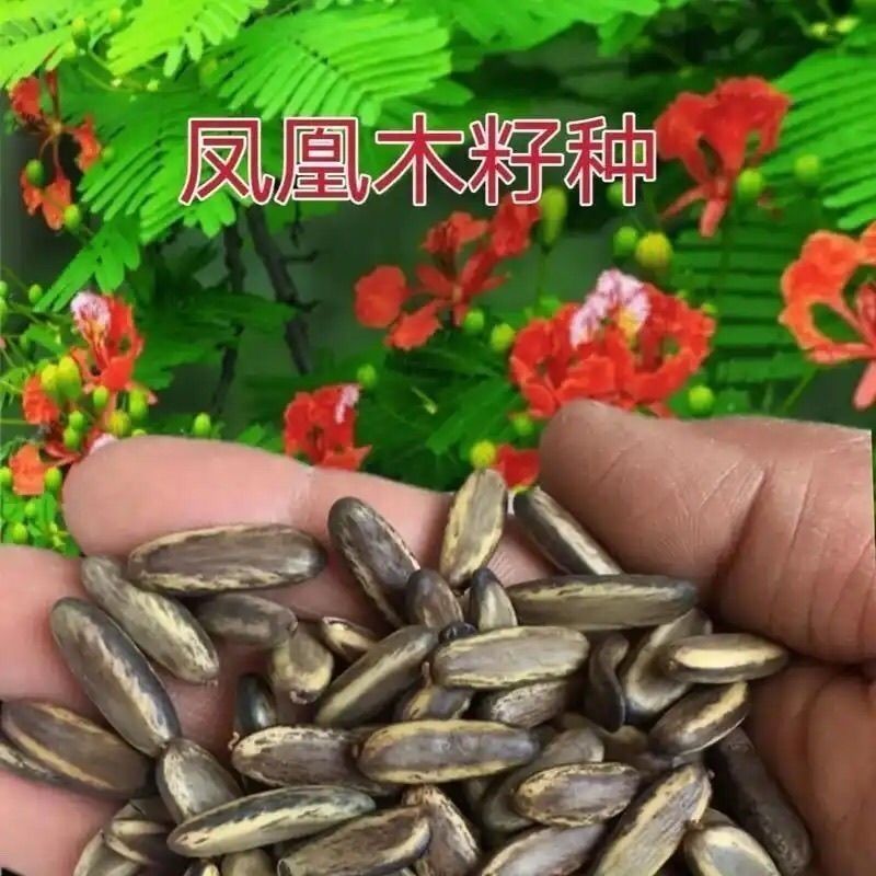 凤凰木种子凤凰木树种当年新采凤凰木树籽树种优质新种林木种