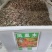 凤凰木种子凤凰木树种当年新采凤凰木树籽树种优质新种林木种