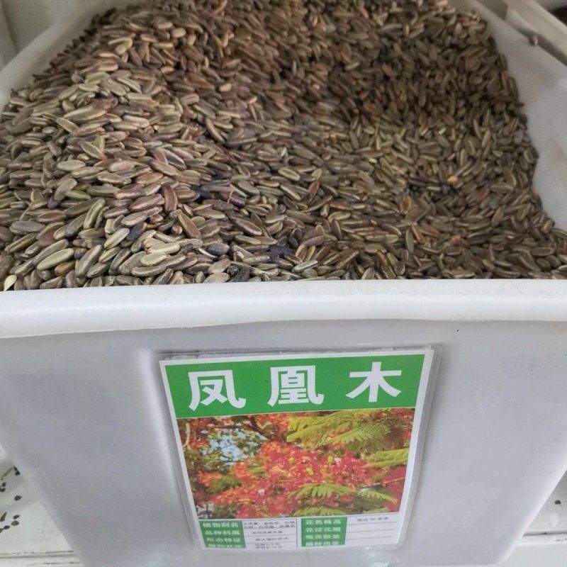 凤凰木种子凤凰木树种当年新采凤凰木树籽树种优质新种林木种