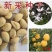 新采枸橘种子枳壳种子香橙红橘种子香橼嫁接砧木树种籽