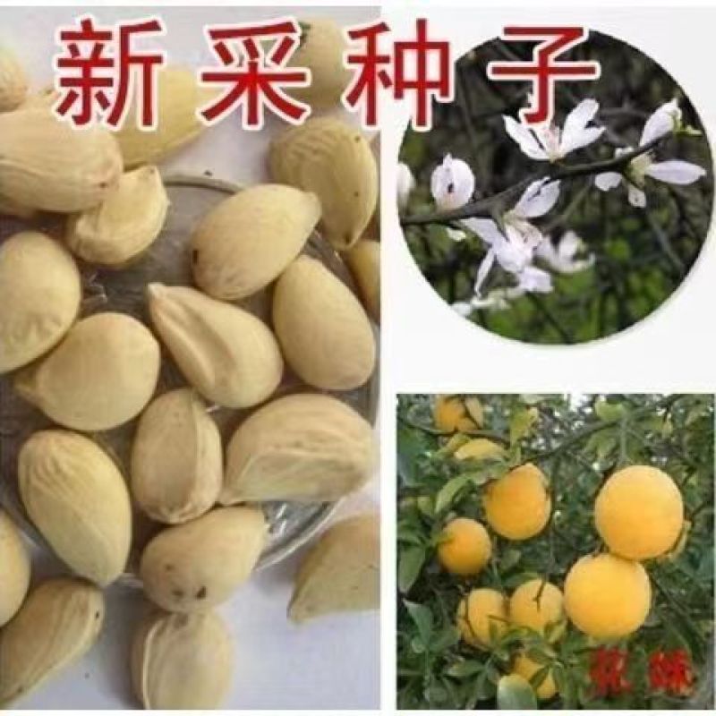 新采枸橘种子枳壳种子香橙红橘种子香橼嫁接砧木树种籽