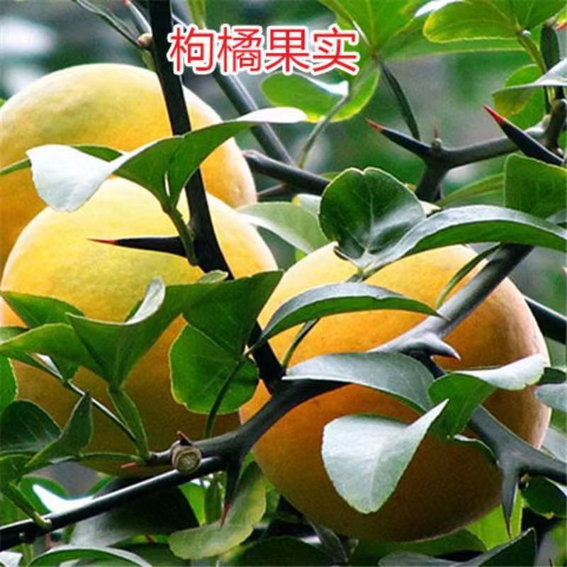 新采枸橘种子枳壳种子香橙红橘种子香橼嫁接砧木树种籽