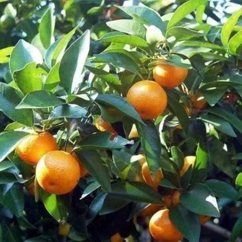 新采枸橘种子枳壳种子香橙红橘种子香橼嫁接砧木树种籽
