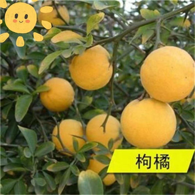 新采枸橘种子枳壳种子香橙红橘种子香橼嫁接砧木树种籽
