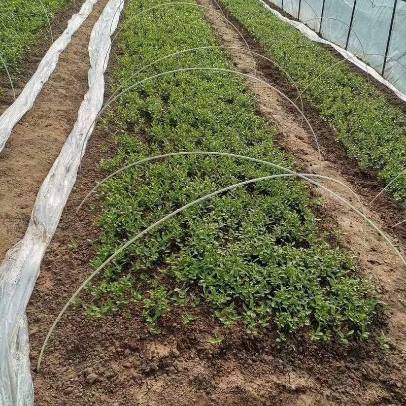 新采枸橘种子枳壳种子香橙红橘种子香橼嫁接砧木树种籽