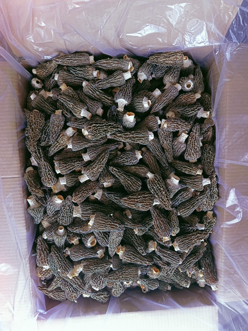 【产地好货】羊肚菌干货头茬7至10cm原产地直发羊肚菌