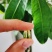 灵芝孢子油