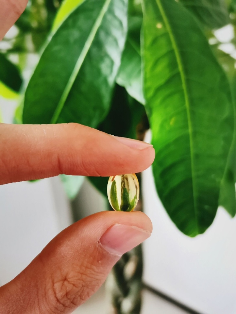 灵芝孢子油
