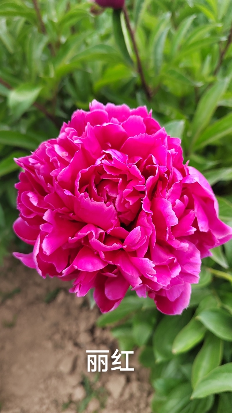 进口观赏芍药，原颗多年生芍药，切花芍药，重瓣芍药，