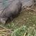 小香猪