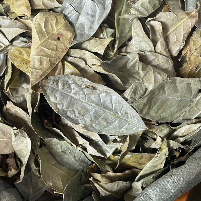 金花茶叶金花茶叶子