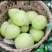 柚子