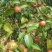 鲜果油菜籽