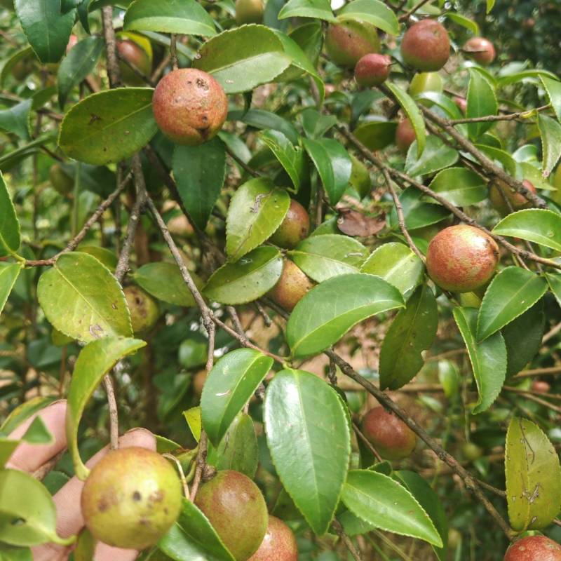 鲜果油菜籽