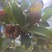 鲜果油菜籽