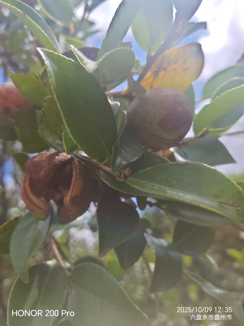 鲜果油菜籽