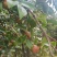 鲜果油菜籽
