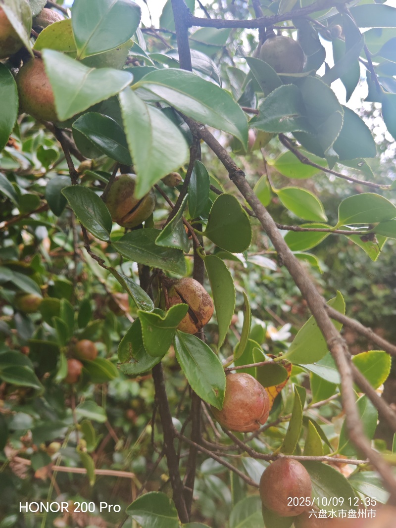 鲜果油菜籽