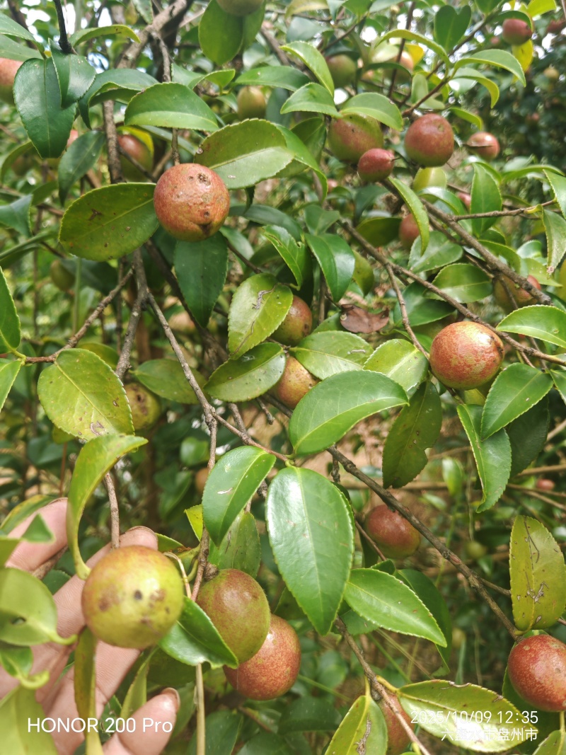 鲜果油菜籽